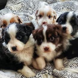 Australian Shepherds, Miniature American Shepherds, and Miniature Australian Shepherds from Copper Sky Aussies & Mini American Shepherds