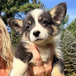 Maribel - Fawn female Pembroke Welsh Corgi puppy in New Auburn, Wisconsin from Cordell Corgis
