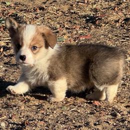 Boy 2 - White and red male Pembroke Welsh Corgi puppy in Tehachapi, California from Trotter Hill Farms