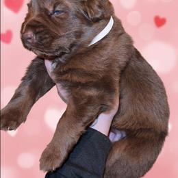 Dorothy - Liver female German Shepherd puppy in Fort Jennings, Ohio from Von Holtzapple German shepherds