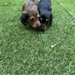 Dachshund All Grown Up from Mini wienies