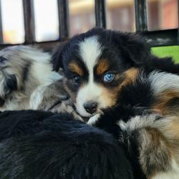 Miniature Australian Shepherd and Toy Australian Shepherd Puppies from Son Shine Farm