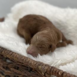 Max - Red  male Goldendoodle puppy in Kansas City, Kansas from Bella & Ivy’s Mini Goldendoodles of KC