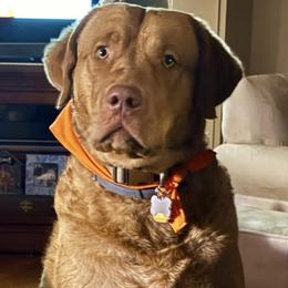 Sailor - Chesapeake Bay Retriever