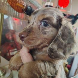 Boy 3 - Dapple male Dachshund puppy in Clayton, Indiana from Love Struck Miniature Dachshunds