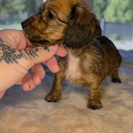 Shaded Red Boy - Red male Dachshund puppy in Woodland, Washington from SJs Dachshunds