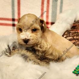 Rudolph - Wheaten male Miniature Schnauzer puppy in West Valley City, Utah from Crownedschnauzers