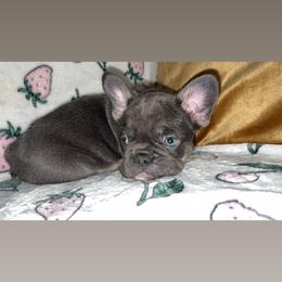 French Bulldog Puppies from Fairy’s Frenchies