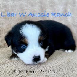 Uriel - Black tri female Miniature Australian Shepherd puppy in Midway, Texas from L Bar W Aussie Ranch
