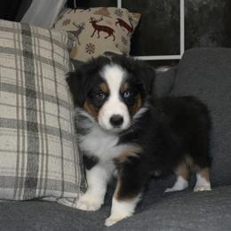 Vessel - Black tri-color male Australian Shepherd puppy in Altmar, New York from E&C Australian Shepherds