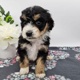 Marigold - Tri-color female Bernedoodle puppy in Granton, Wisconsin from Rose River Farms