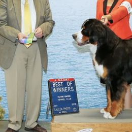 Bernese Mountain Dogs from River Mountain Bernese