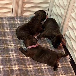 French Bulldog Puppies from Pony Rock Farm