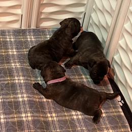 French Bulldog Puppies from Pony Rock Farm