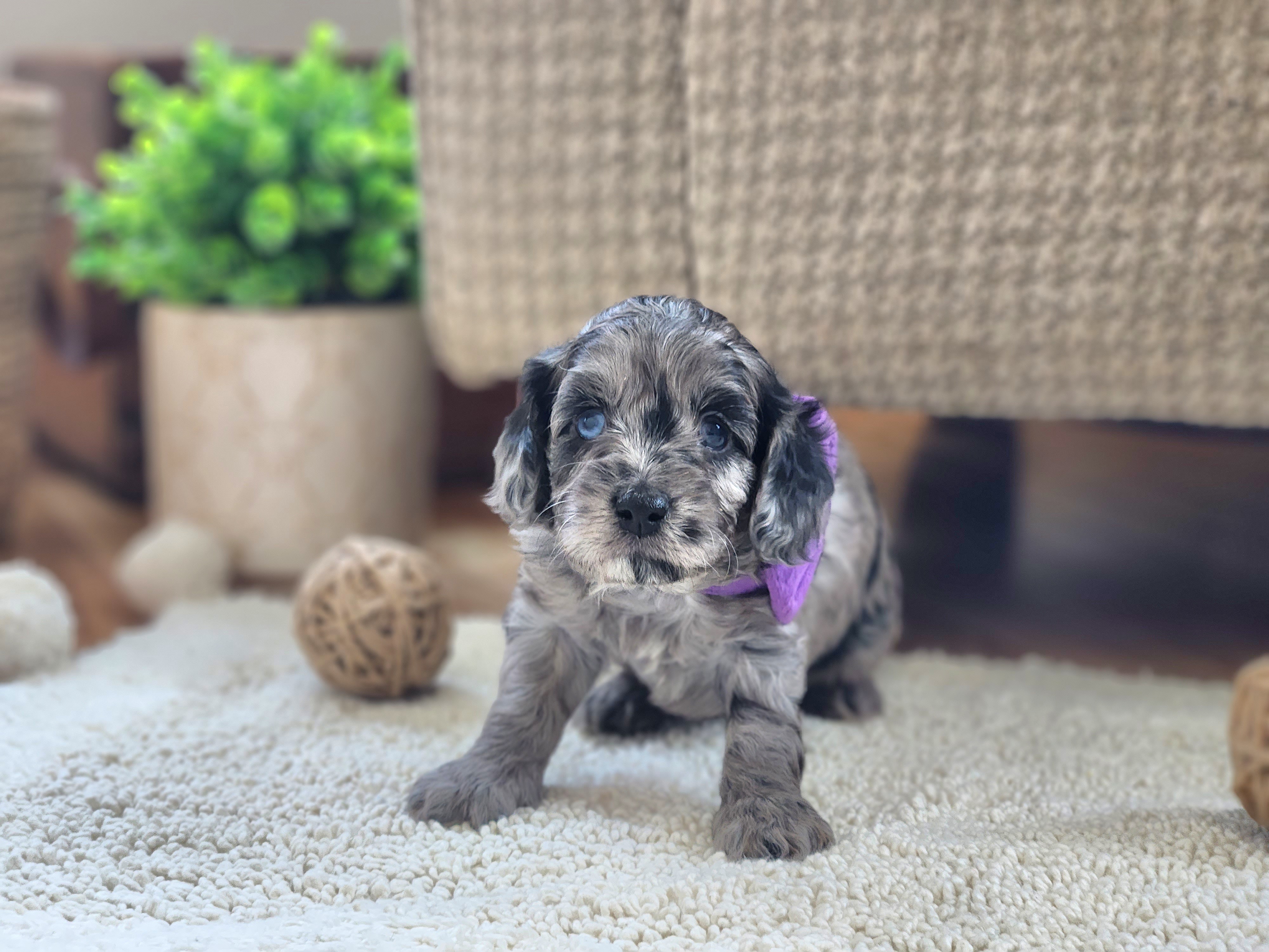 Cavapoo and Dachshund Puppies from Barnyard Dachshunds, Dals & Doodles