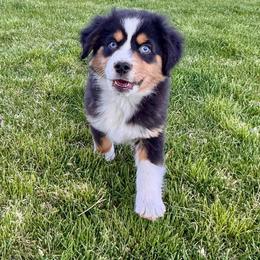 Courage - Black tri male Miniature American Shepherd puppy in Tonasket, Washington from V5 Aussies