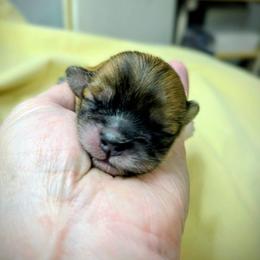 Ash - Red male Lhasa Apso puppy in Hillsboro, Oregon from Luv-N-Laughter Lhasa Apsos