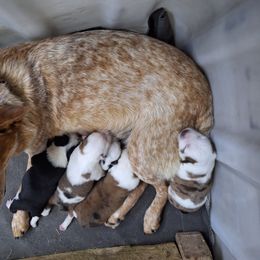 Companion Cross puppies from MX Kennel - Central MO