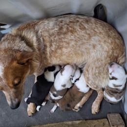 Companion Cross puppies from MX Kennel - Central MO