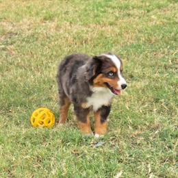 Boy Merle - Blue merle male Toy Australian Shepherd puppy in Forney, Texas from Texas Talent Toy Aussie's and Labs