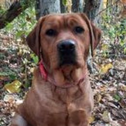 Shelby - Labrador Retriever