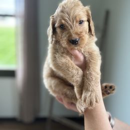 Bernedoodle Puppies from Pippy’s Doodle Pups