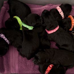 Girl 2 - Black female Cane Corso puppy in Clewiston, Florida from Far From Average Kennels
