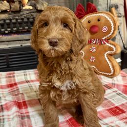Dancer - Caramel female Australian Labradoodle puppy in Harrisonville, Missouri from Blessed Day Doodles