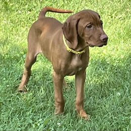 Vinnie  male with yellow collar - Golden rust male Vizsla puppy in Oswego, Illinois from Vizslas of Illinois