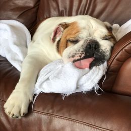 Bulldogs from Artemis Bulldogs