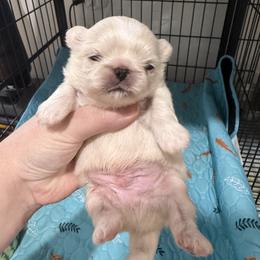 White boy - White male Pekingese puppy in Clinton, Tennessee from Gracelands Pekingese