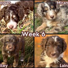 Australian Mountain Doodle Puppies from Sammi Sweet Doodles