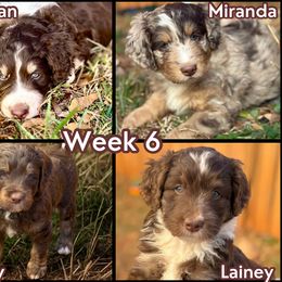 Australian Mountain Doodle Puppies from Sammi Sweet Doodles