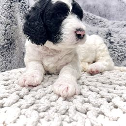 Sheepadoodle Puppies from Maplesierradoodles