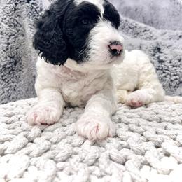 Sheepadoodle Puppies from Maplesierradoodles