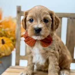 Willie - Red  male Goldendoodle puppy in Queen Creek, Arizona from Goldendoodle AZ
