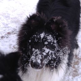 Shetland Sheepdog Puppies from Syringa