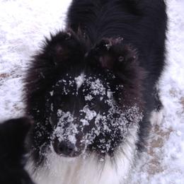 Shetland Sheepdog Puppies from Syringa