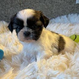 AKC - Waffles Champions Bloodline - Tricolor male Shih Tzu puppy in Long Beach, California from Prieto Shih-Tzu's