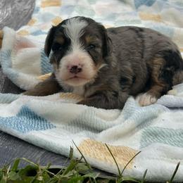 Bertie - Blue merle female Bernedoodle puppy in Moulton, Iowa from Shondel Puppy Paws
