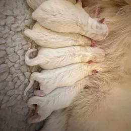 Boy 1 - White male Japanese Spitz puppy in Sebastopol, California from IMag Japanese Spitz