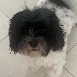 Selina - Havanese