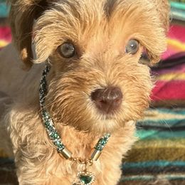 Rachelle Marie - Wheaten female Miniature Schnauzer puppy in Groesbeck, Texas from Ranch 4M