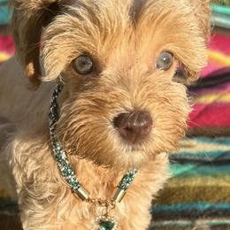 Rachelle Marie - Wheaten female Miniature Schnauzer puppy in Groesbeck, Texas from Ranch 4M