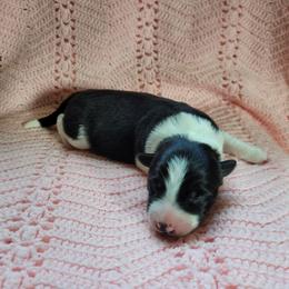 Night - Black and white male Border Collie puppy in Morgan, Texas from Shooting Star Ranch