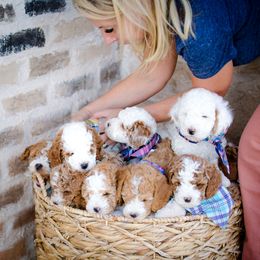 Poodle Puppies from Doodle Puppy Parti