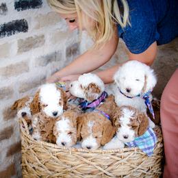 Poodle Puppies from Doodle Puppy Parti