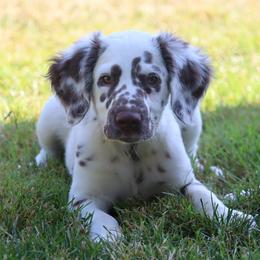 Gray - White and liver brown male Dalmatian puppy in Cottage Grove, Oregon from Hidden Hills Dalmatians