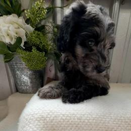 Lilly B - Blue merle female Bernedoodle puppy in Hackleburg, Alabama from The Doodle Patch