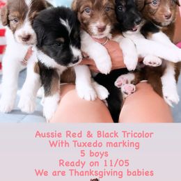 Aussiedoodle, Bernedoodle, Goldendoodle, and Poodle Puppies from Teddy Doodles & Standard Poodles